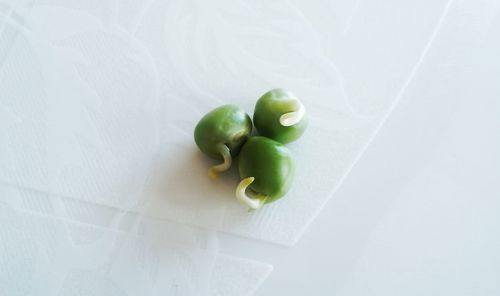 High angle view of tomatoes against white background