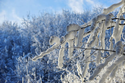 Close-up of icicles on snow covered field