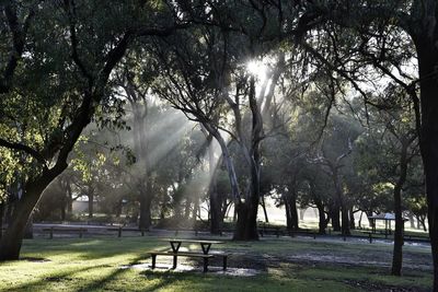 Sunlight falling through trees on field at park