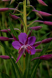 Close-up of purple flowering plant