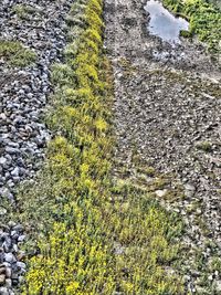 High angle view of plants growing on land