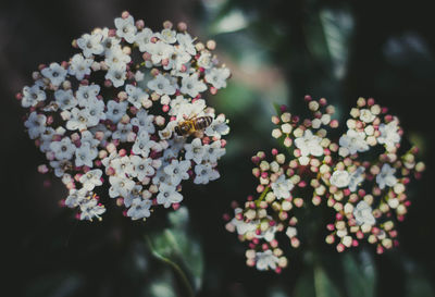 Close-up of white flowering plant