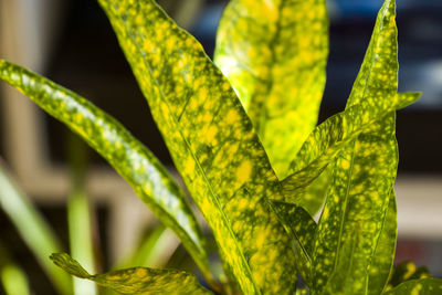 Close-up of green leaves