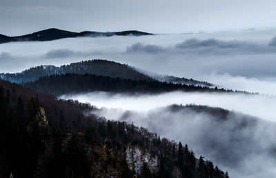 Low angle view of trees in forest against sky