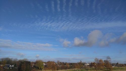 Trees against blue sky