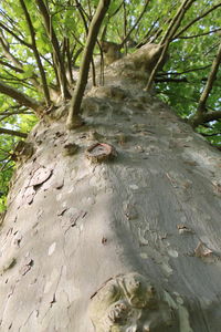 Trees in forest