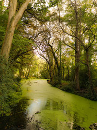 Scenic view of river amidst trees in forest