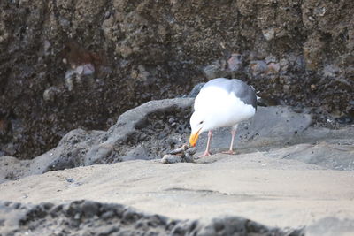 Seagull perching on rock