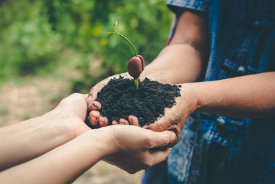 Close-up of hands holding plant