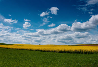 Scenic view of field against sky