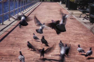 Pigeons flying