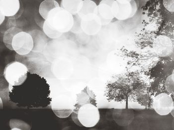 Low angle view of illuminated tree