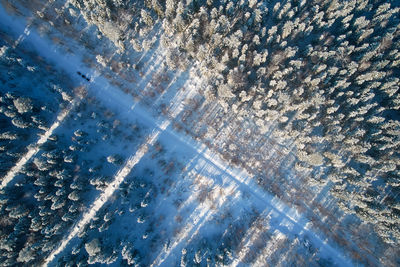 Low angle view of trees