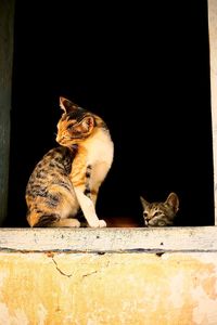 Two tabby cats in an abandoned house