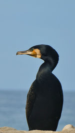 Close-up of bird against sky