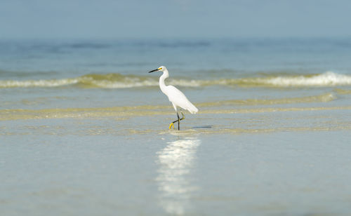 Bird on beach