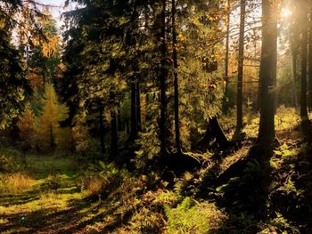 Trees in forest during autumn