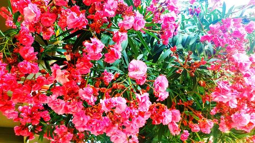 Close-up of pink flowering plant