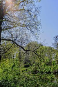 Low angle view of trees against sky