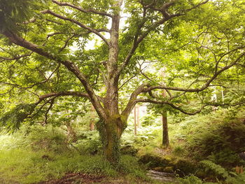 Trees in forest