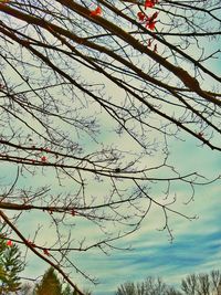 Low angle view of tree against sky