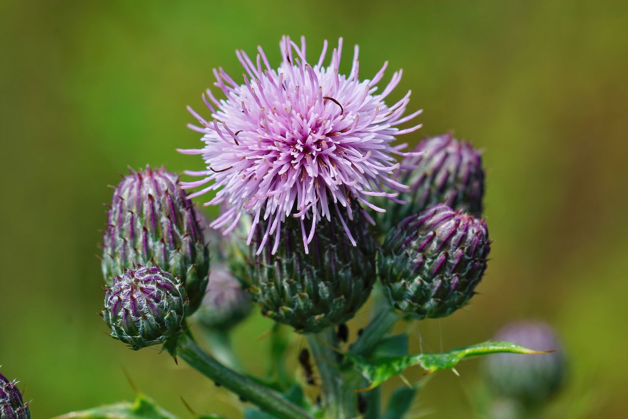 flower, plant, flowering plant, freshness, beauty in nature, purple, nature, close-up, macro photography, thistle, growth, food, wildflower, vegetable, flower head, food and drink, inflorescence, focus on foreground, no people, artichoke, fragility, healthy eating, outdoors, plant part, botany, green, animal wildlife, leaf, summer, petal, day, medicine, blossom, produce, garden, selective focus