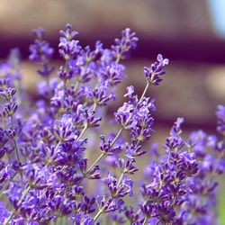 Close-up of purple flowers