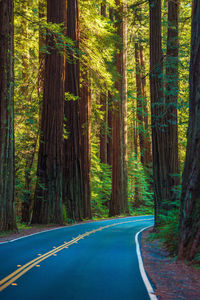 Road amidst trees in forest