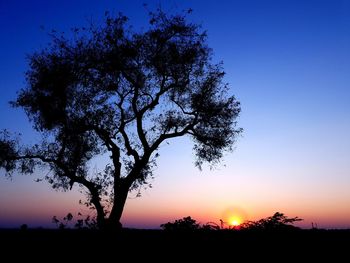 Silhouette tree against sky during sunset