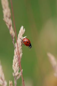 Close-up of ladybug on leaf