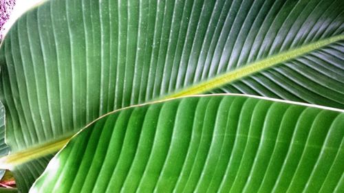 Full frame shot of green leaves