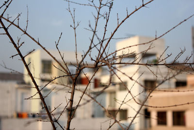 Dead plant against buildings