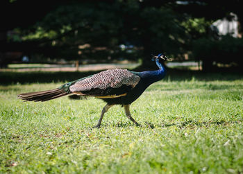 Side view of a bird on field