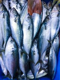 Close-up of fish for sale in market