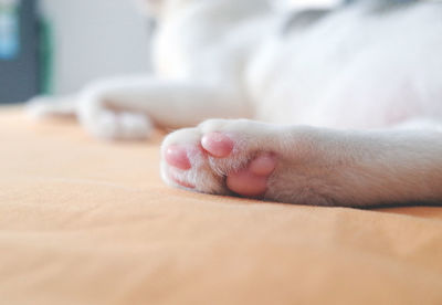 Close-up of a dog