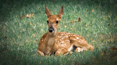 Portrait of deer on grassy field
