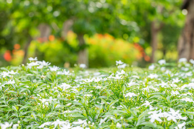 Close-up of flowering plant on field