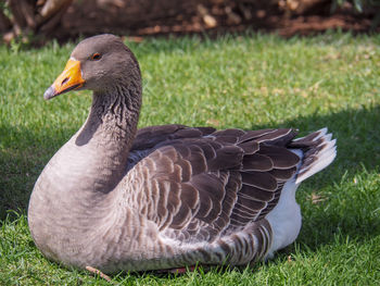Close-up of a goose