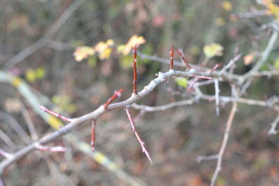 Close-up of spider web on twig during winter