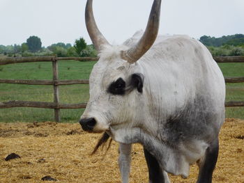 White cow on field