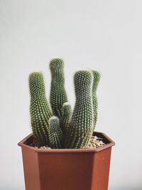 Close-up of potted cactus plant against white background