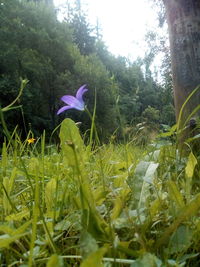 Close-up of purple flowering plants on land