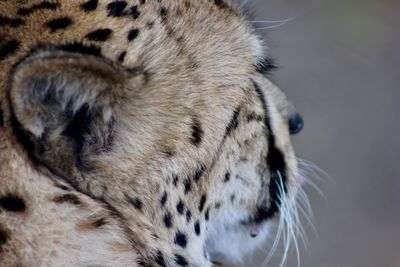 Close-up of leopard