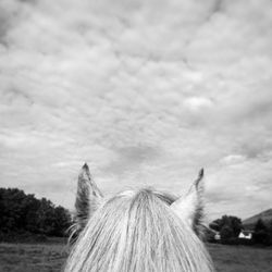 Close-up of horse against sky