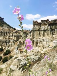 Close-up of pink flowering plant against rock formation