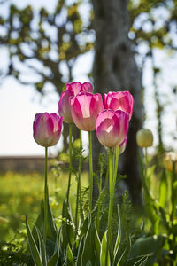 Close-up of pink tulip on field