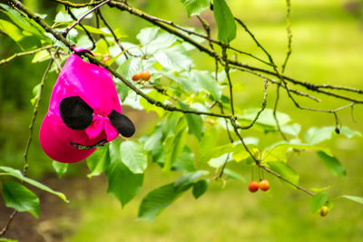 Close-up of pink flowering plant