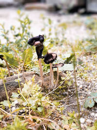 Close-up of mushroom growing on field