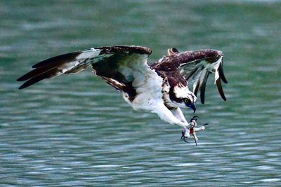 Birds flying over lake