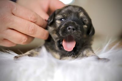 Midsection of woman with puppy